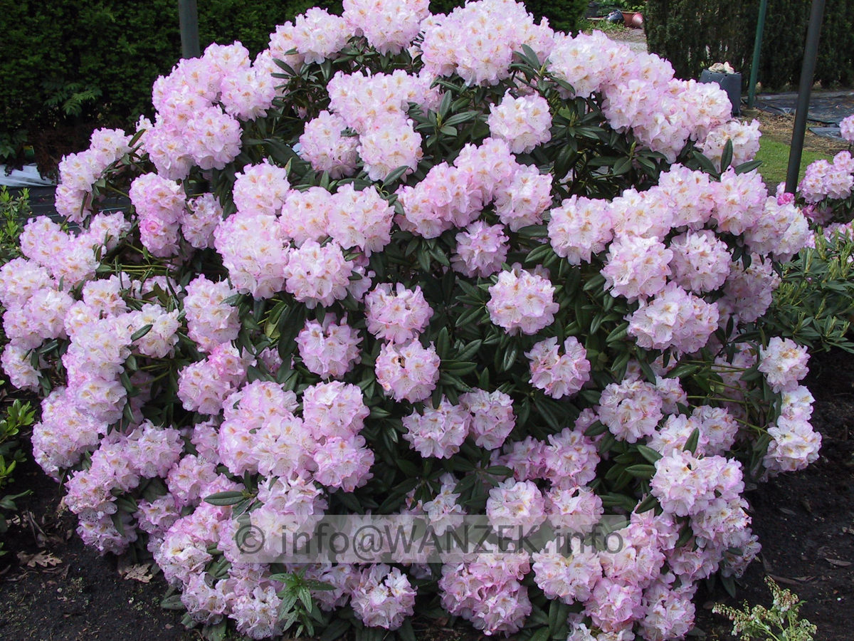 Rhododendron insigne Brigitte 01.JPG